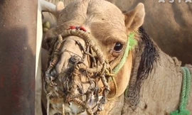 Động vật phục vụ du khách và những hình ảnh đau lòng