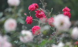 Lạc lối trong vườn hồng lớn nhất Việt Nam, một lần nở hàng triệu bông