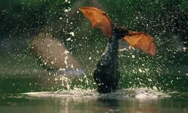 Cuộc chiến sinh tử giữa đàn dơi và cá sấu