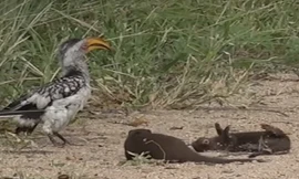 Cầy Mongoose biết giả vờ chết hài hước trước mặt chim