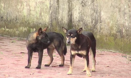 Đàn chó cắn bé trai tử vong từng tấn công các trẻ em khác