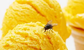 Ra mắt loại kem béo ngậy làm từ côn trùng