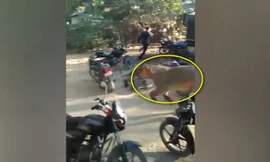Video: Sư tử xông thẳng vào làng, đám đông kinh hãi bỏ chạy