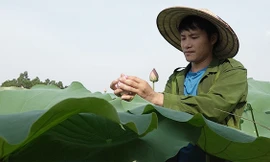Bỏ phố về quê, chàng cử nhân trồng chè sen bán 10 triệu/kg ở Thái Nguyên