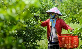 Vườn chanh không hạt thu gần 70 tỷ đồng mỗi năm ở Long An