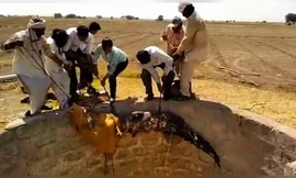 Giải cứu cá sấu dưới giếng sâu 9 m ở Ấn Độ