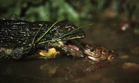 Trốn rắn hổ mang, cóc chết thảm dưới hàm ếch yêu tinh
