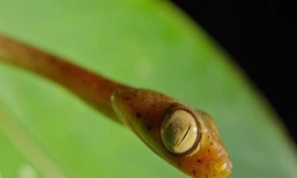 Loài rắn có mắt to bằng 1/3 đầu