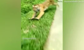 Clip: Thoát khỏi cú “hổ vồ” ngoạn mục