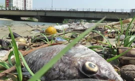 Cá chết dọc tuyến kênh Phú Lộc, Đà Nẵng