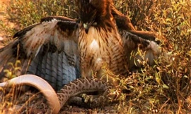 Chiến thuật đoạt mạng rắn chuông của ưng đuôi đỏ