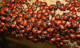 Đàn bọ rùa rộng 130 km giống cơn bão trên radar thời tiết