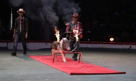 Video: Tròn mắt xem những chú lợn Móng Cái vượt vòng lửa