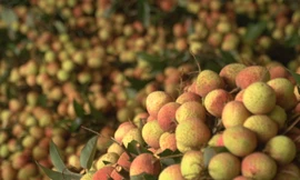 Vải thiều Bắc Giang được giá, nông dân thu hoạch sớm