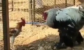 Trận chiến không tưởng giữa gà trống với đối thủ khổng lồ