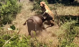 Video: Trâu rừng tung cú húc hất sư tử lên không trung