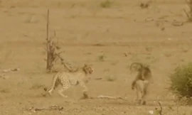 Khỉ đột cứu linh dương khỏi móng vuốt của “vua săn mồi” báo đốm