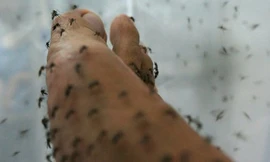 Dịch sốt xuất huyết đang có diễn biến phức tạp