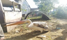 Thừa Thiên Huế: Bắt được chim lạ đổi màu theo mùa