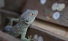 Trang trại 60 m2 nuôi dế, tắc kè thu hàng trăm triệu mỗi tháng