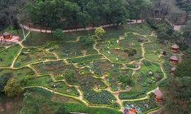 Vườn hoa hồng 600.000 cây xác lập kỷ lục lớn nhất Việt Nam