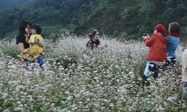 Hoa tam giác mạch nở sớm trên cao nguyên đá Đồng Văn