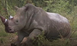 Sừng tê giác được tiêm thuốc độc để chống săn bắt trộm