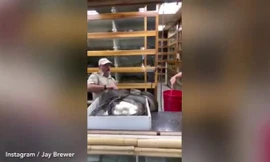 Video: Trăn khổng lồ cắn ngập răng vào người để bảo vệ trứng