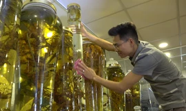 Bộ sưu tập sâm Ngọc Linh hàng chục tỷ đồng của doanh nhân Hà Nội