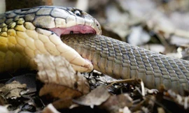 Rắn chuột bỏ mạng trong trận tử chiến với hổ mang chúa