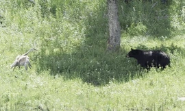 Sếu đồi cát đuổi gấu đen chạy thục mạng để bảo vệ con
