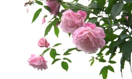 Hồng cổ SaPa 50 năm, giá 300 triệu được săn lùng chơi Tết