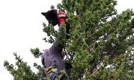 Mẹ bị đâm chết, đôi gấu con trốn lên ngọn cây cao 21 m