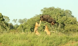 Linh dương đầu bò phi thân qua đầu sư tử trốn thoát ngoạn mục