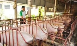 Cuối năm lại lo mua phải lợn bệnh về ăn Tết