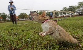 Những con chuột khổng lồ được dùng để dò mìn tại Campuchia