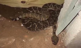 Ổ rắn đuôi chuông 45 con trốn dưới nhà dân