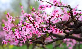 Con đường hoa đào nở đỏ rực ở Hà Nội báo hiệu Tết đã cận kề