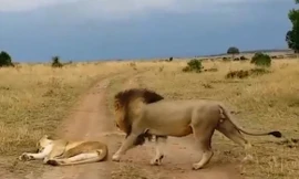 Video: Sư tử cái nổi đóa vì bất ngờ bị sư tử đực ngoạm vào hông