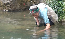 Cụ bà đi bộ 3 km mỗi ngày để lấy rêu đá ở Hà Giang