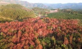 Cận cảnh hơn 3.000 cây thông 17 năm tuổi bị đầu độc tại Lâm Đồng