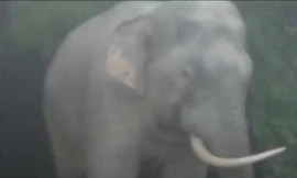 Clip: Voi rừng liên tiếp phá hoa màu, nhà dân ở Đồng Nai