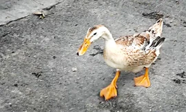 Ngạc nhiên với chú vịt biết nghe chủ gọi tên, lẽo đẽo đi theo người