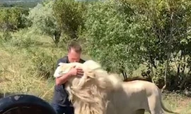 Thót tim nhìn cảnh du khách tiến gần đàn sư tử trắng chụp ảnh