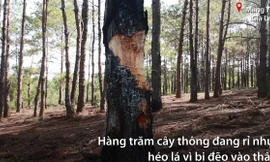 Video: Rừng thông 20 năm tuổi ở Gia Lai bị chặt phá chỉ còn trơ gốc