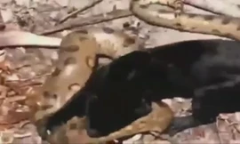 Bị báo đen tấn công mãnh liệt, trăn Anaconda bất lực nằm chờ chết