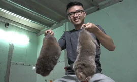 Lắp máy lạnh nuôi dúi thu gần 50 triệu mỗi tháng ở Sài Gòn