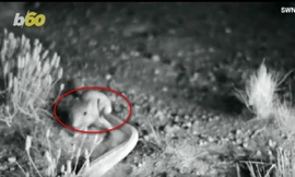 Chú chuột né cú vồ mồi của rắn chuông điệu nghệ như ninja