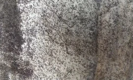 Côn trùng lạ xuất hiện dày đặc trong nhà dân ở Phú Yên