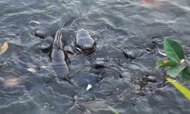 Đàn cá trê đen dài nửa mét trong công viên ở Sài Gòn